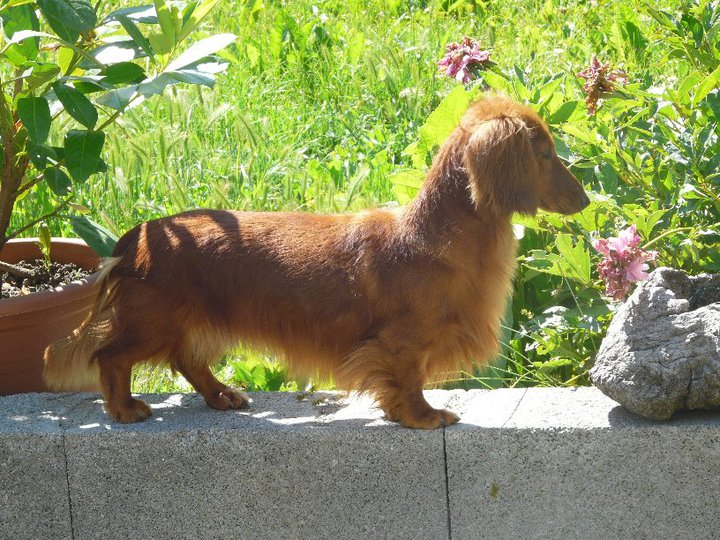 Duchesse (alias dakota) de la Gentilhommière des Anges