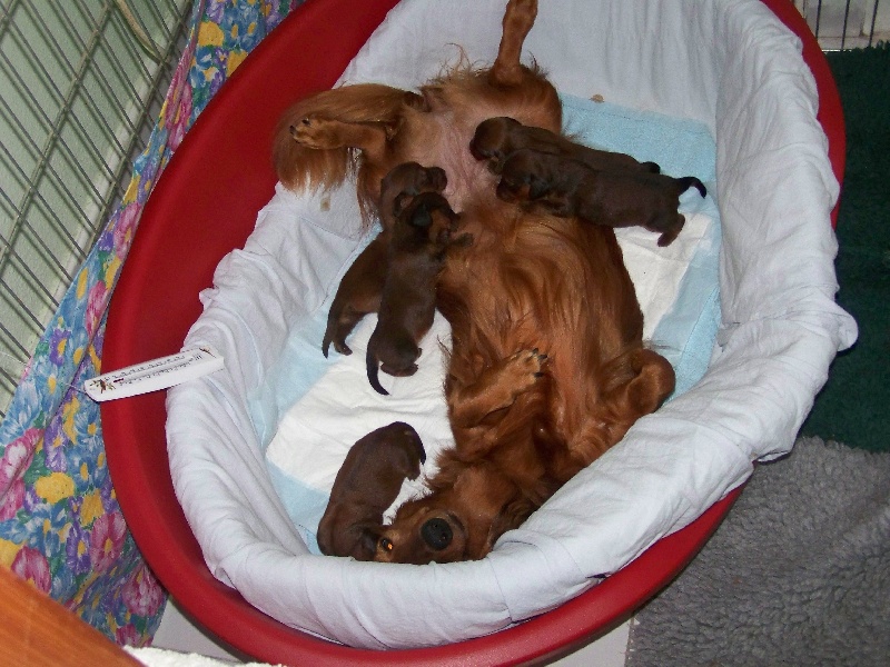 CHIOTS