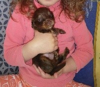 CHIOT